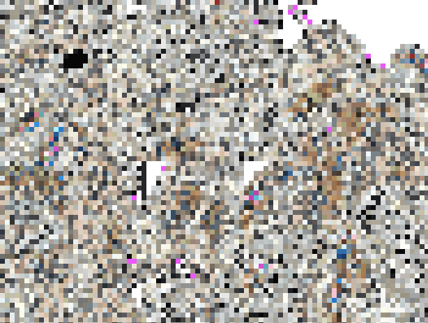 推しを探す姫系美少女の綿純白