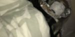 睡眠姦　素人コスプレイヤーガチ犯し