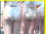 2456／「狙い撮り・見られまくるパレードガールの悩ましき群れ（５）」