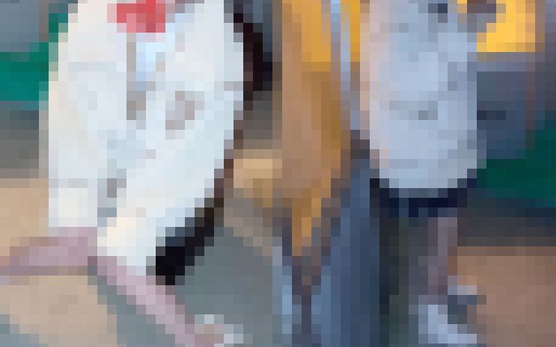 〈神回〉バスを待っている学生がいたので、交渉してそのままバス停の中でフェラしてもらえましたw