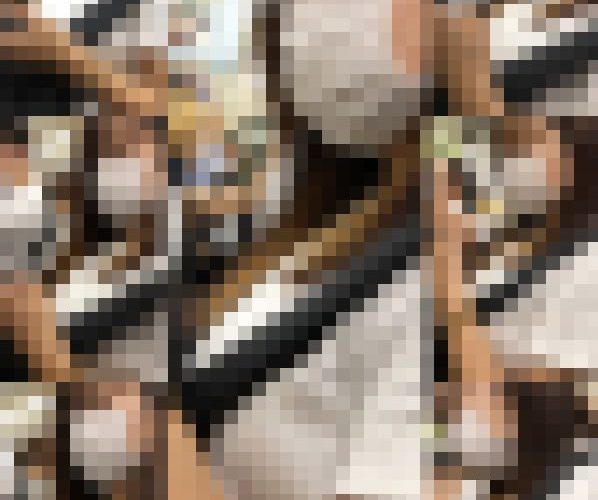 【再販】【すぐそこの眺め46】白ＴシャツのムチムチＪＤの爆乳を至近距離で！