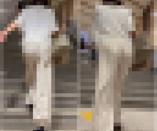 【再販】《４K・高画質》 No.807「超ペラペラ生地でTライン丸わかりのセレブ妻」