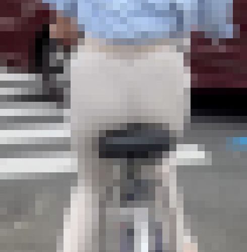 【再販】《４K・高画質》 No.1205「レア！超美人OLぷるるんさせる尻肉に透け透けPライン」