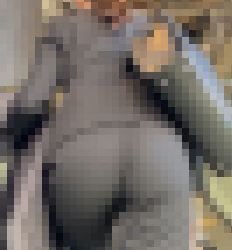 【再販】《４K・高画質》 No.1405「リクルートスーツの絶品JD！これから面接だろうに縁レースパンティーが…」