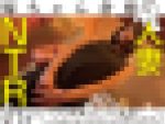 【再販】【美魔女】ん？元アイドル…ですよね？！とても51歳には見えない奥様が初NTRでプロチ●ポに感じまくり喘ぎまくりイキまくりの一部始